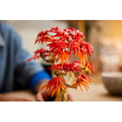 Lego Bonzai d’érable rouge du Japon