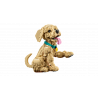Lego11384 Le chiot Golden Retriever V29